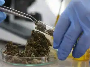 canabizetol o novo canabinoide promissor