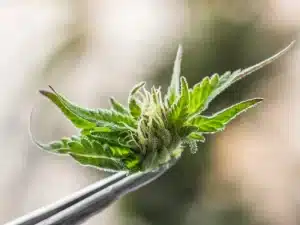 Tecnologia hiperespectral e inteligência artificial na Cannabis