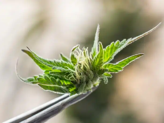 Tecnologia hiperespectral e inteligência artificial na Cannabis
